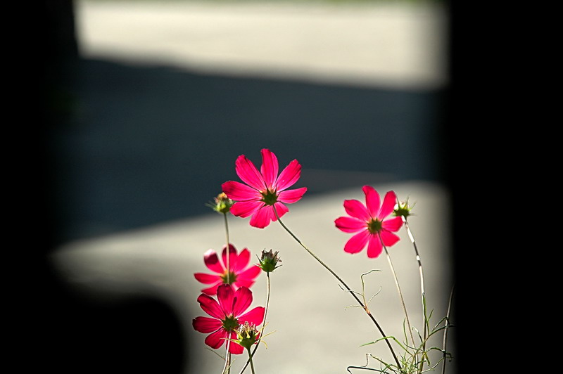 photo "***" tags: nature, flowers