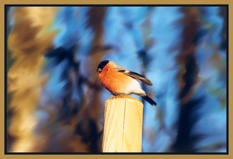 фото "winterbird" метки: природа, дикие животные