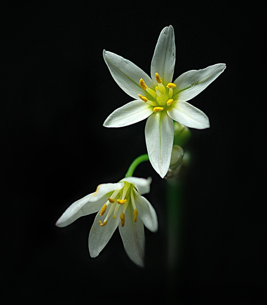 photo "brightest smile" tags: macro and close-up, 