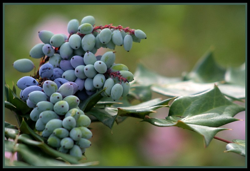 photo "Pastel Berries" tags: nature, flowers