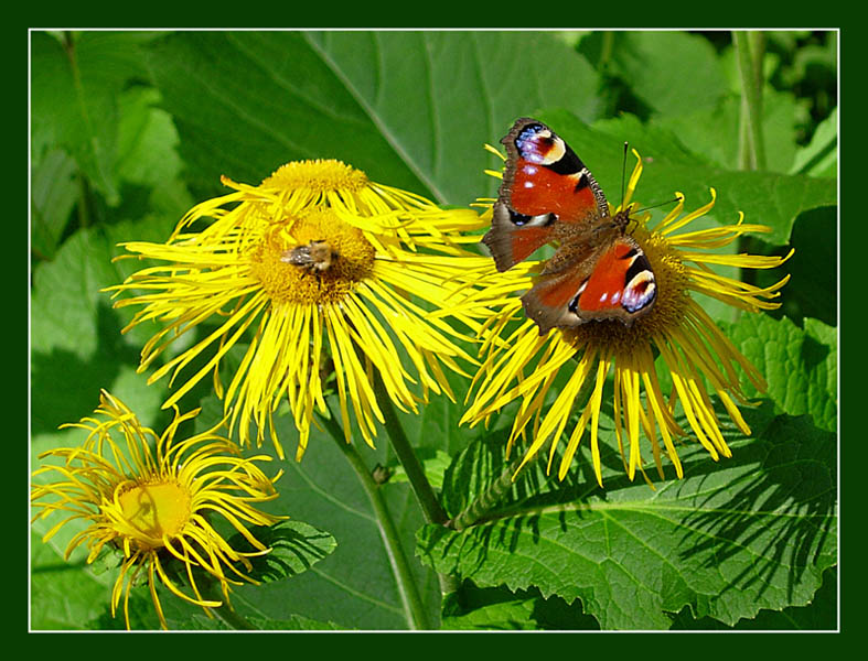 photo "Friends" tags: nature, flowers, insect