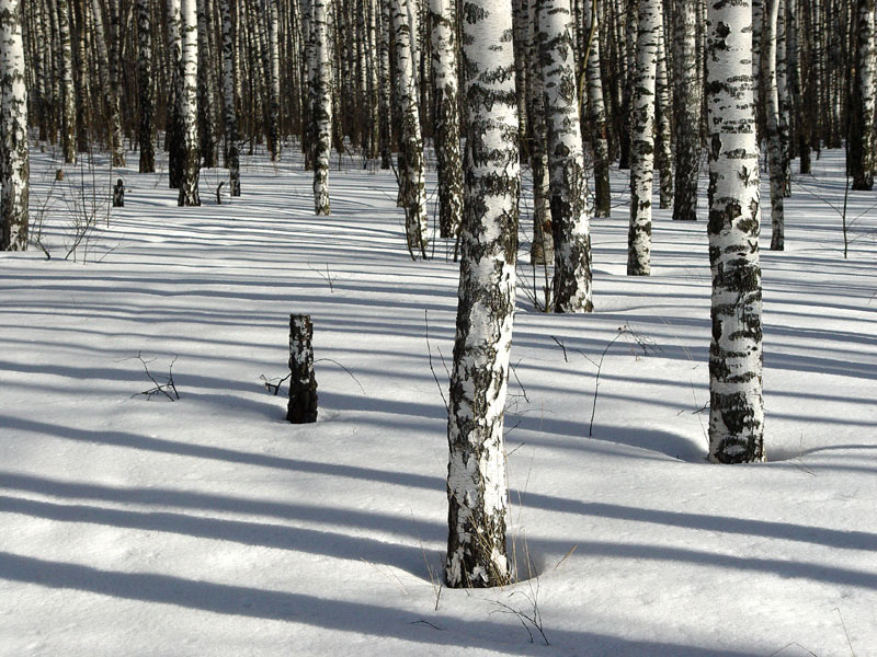 photo "***" tags: landscape, forest, winter