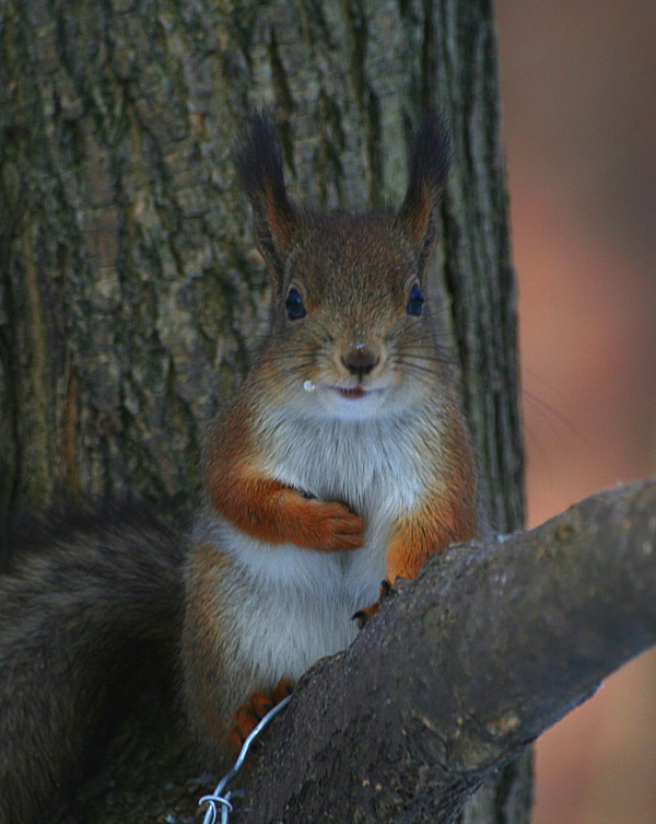 photo "OH!!! GREETINGS!!!" tags: nature, wild animals