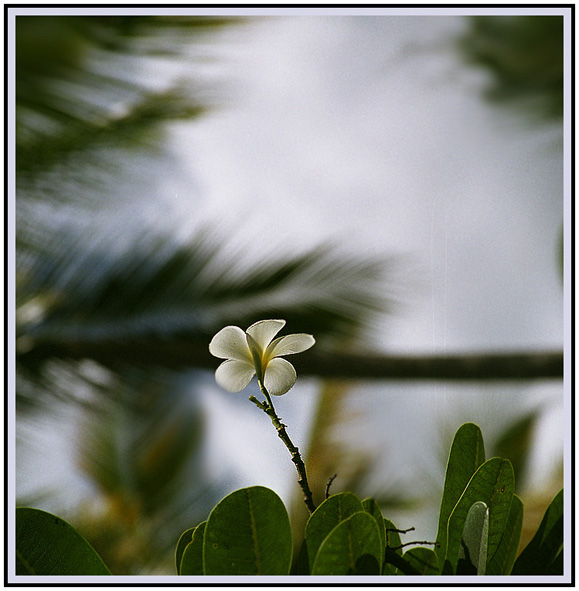 photo "***" tags: nature, flowers