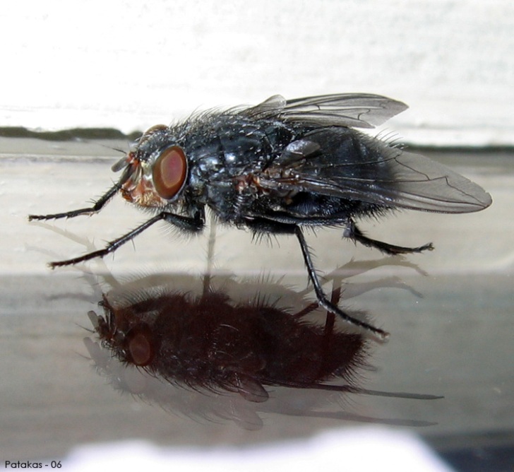 photo "Mirror Myself" tags: macro and close-up, nature, insect