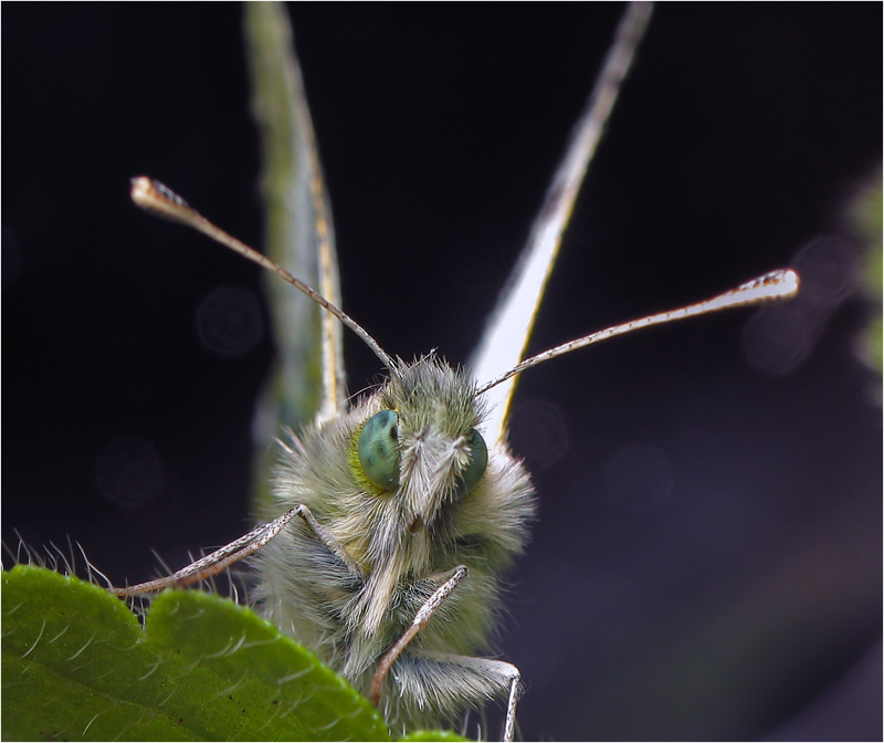 photo "***" tags: macro and close-up, nature, insect