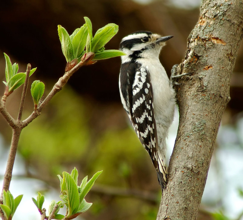 photo "Spring work" tags: nature, wild animals