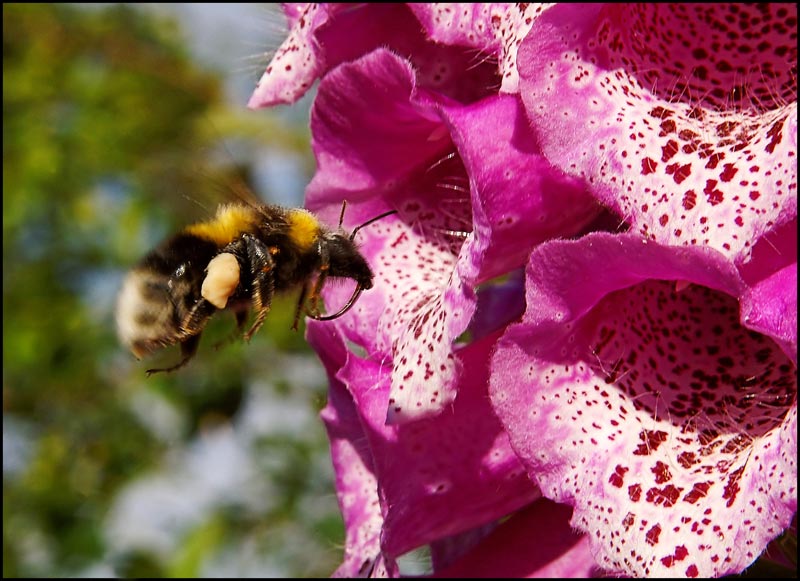 photo "***" tags: nature, insect