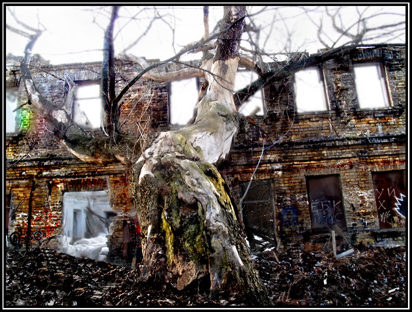 фото "Дерево и Дом" метки: архитектура, пейзаж, 