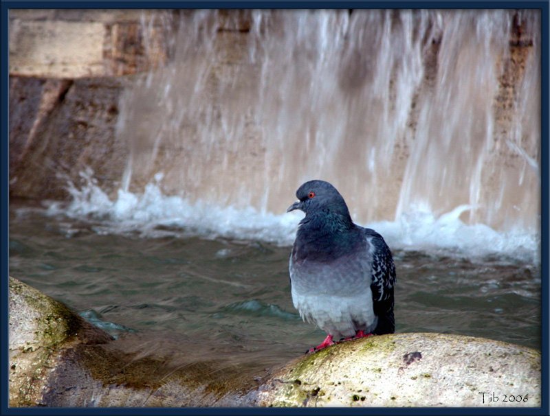 photo "Colomba" tags: nature, pets/farm animals