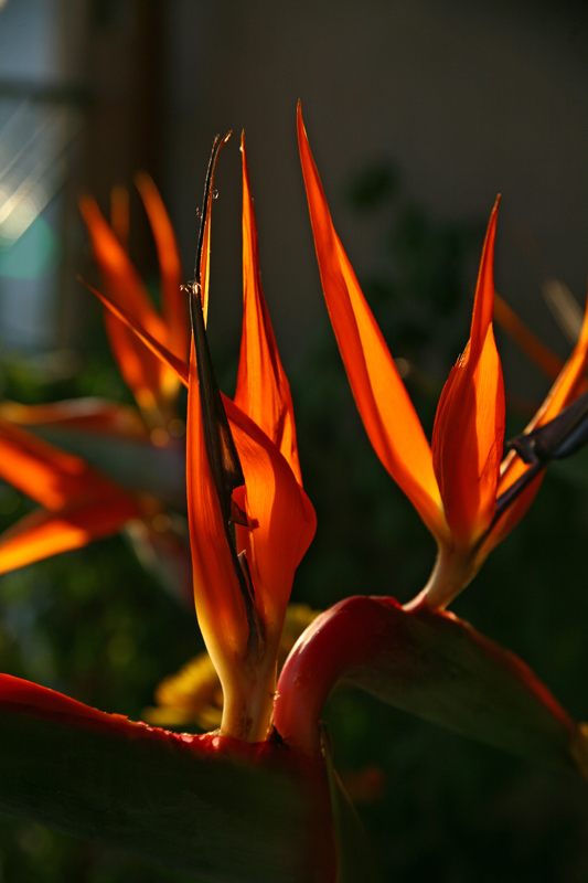 photo "Fire" tags: nature, flowers