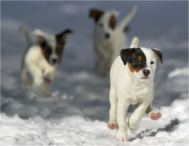 фото "Leader of the pack" метки: природа, домашние животные