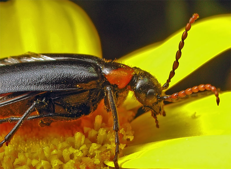 photo "***" tags: nature, macro and close-up, insect