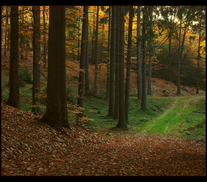 фото "Autumn memories" метки: пейзаж, лес, осень