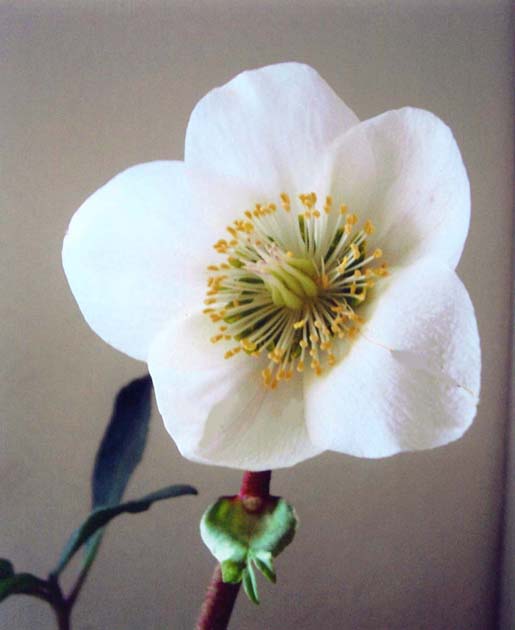 photo "" Helleborus Niger "" tags: macro and close-up, nature, flowers