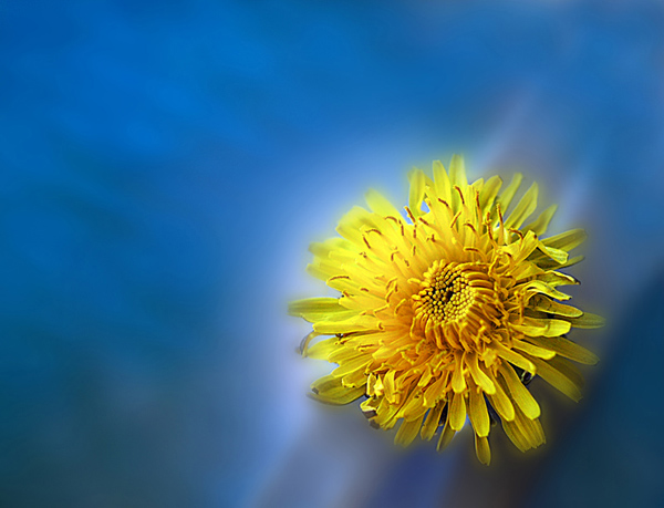 photo "flower power" tags: macro and close-up, 