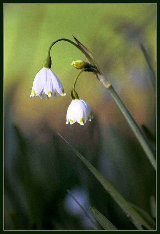 фото "Lily of the Valley" метки: природа, цветы