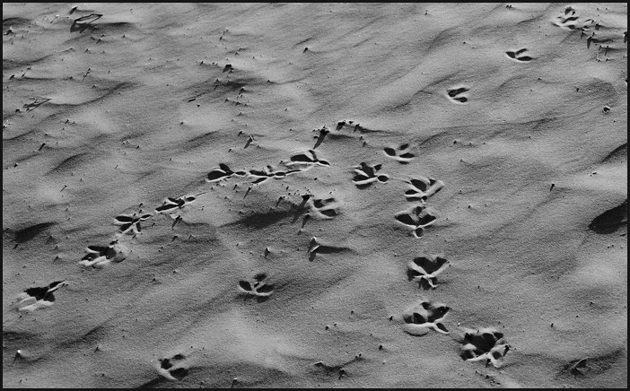 photo "Among the sands-1" tags: landscape, black&white, 