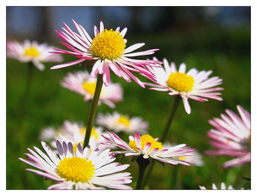 photo "la primavera" tags: nature, flowers