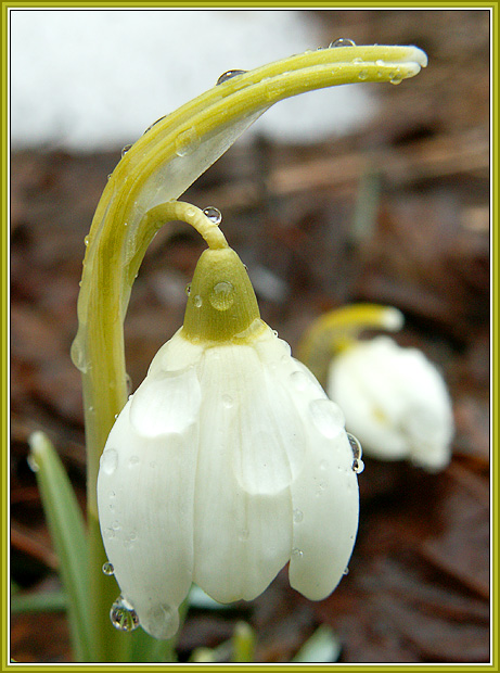 photo "Snowdrops" tags: nature, landscape, flowers, spring