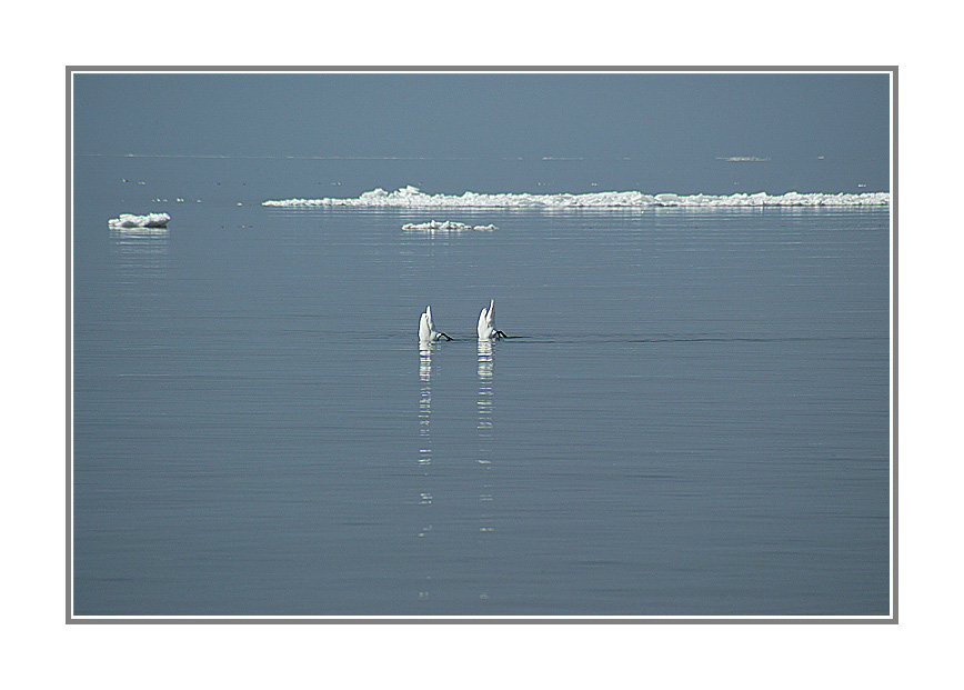 photo "Балет..." tags: landscape, water