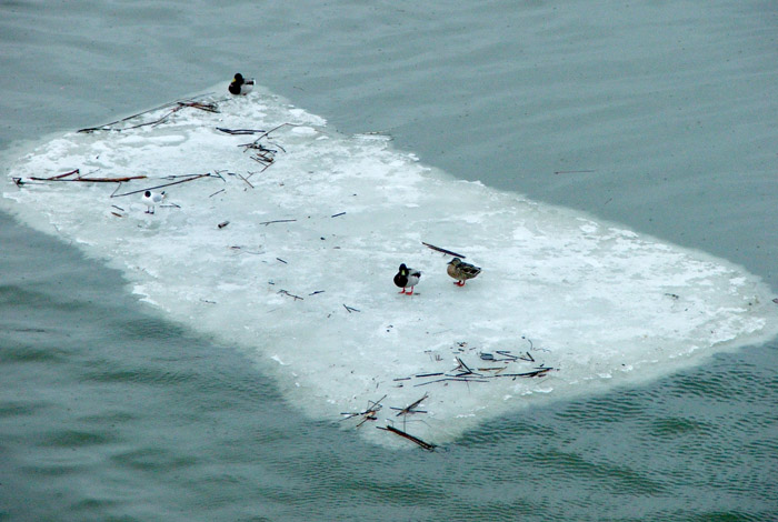 photo "Drifting on the ice-floe" tags: nature, 