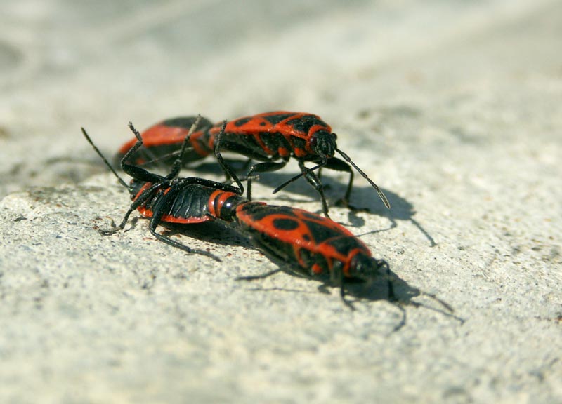 photo "***" tags: nature, macro and close-up, insect