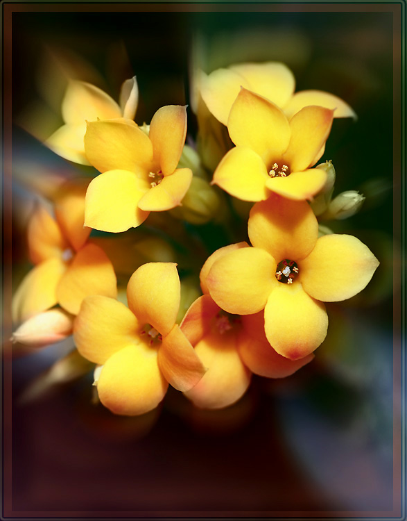 photo "Light - bouquet" tags: nature, macro and close-up, flowers