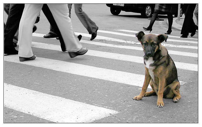 photo "Among ... the center of Moscow." tags: genre, nature, pets/farm animals, собака