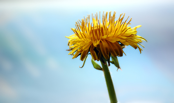 photo "withering" tags: macro and close-up, 