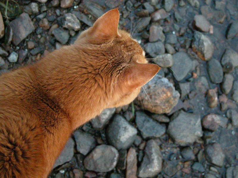 photo "cat on the rocks (my buddy RIP 1989-2006)" tags: nature, pets/farm animals