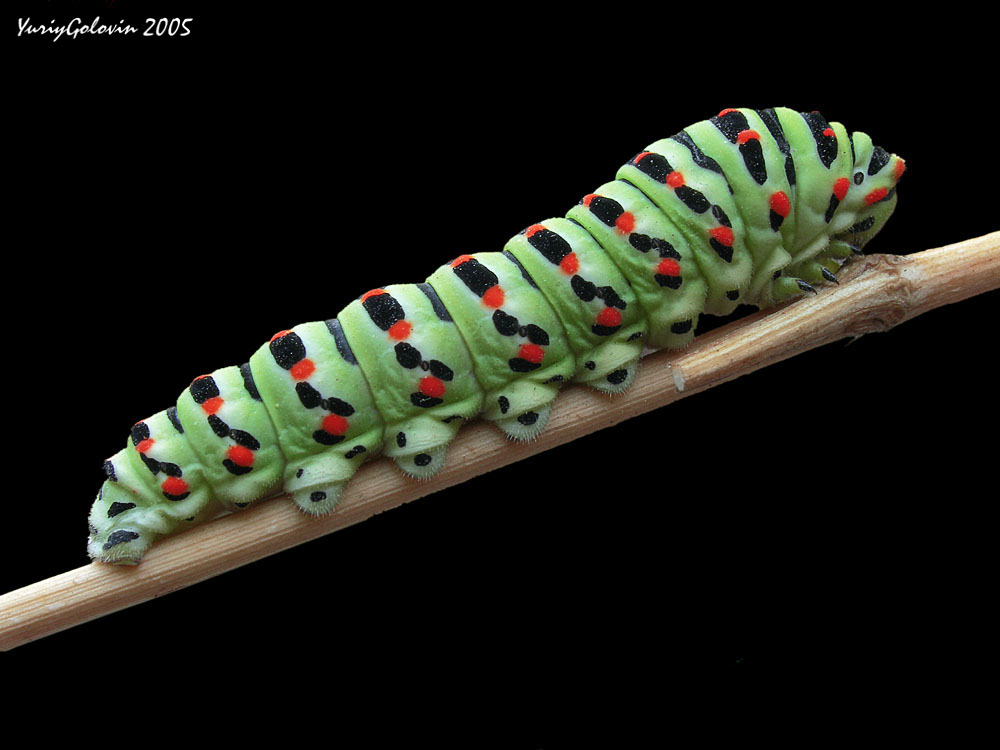 photo "caterpillar" tags: macro and close-up, nature, insect