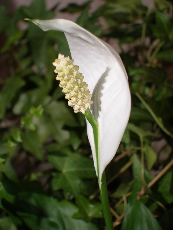 photo "Deflector" tags: nature, flowers