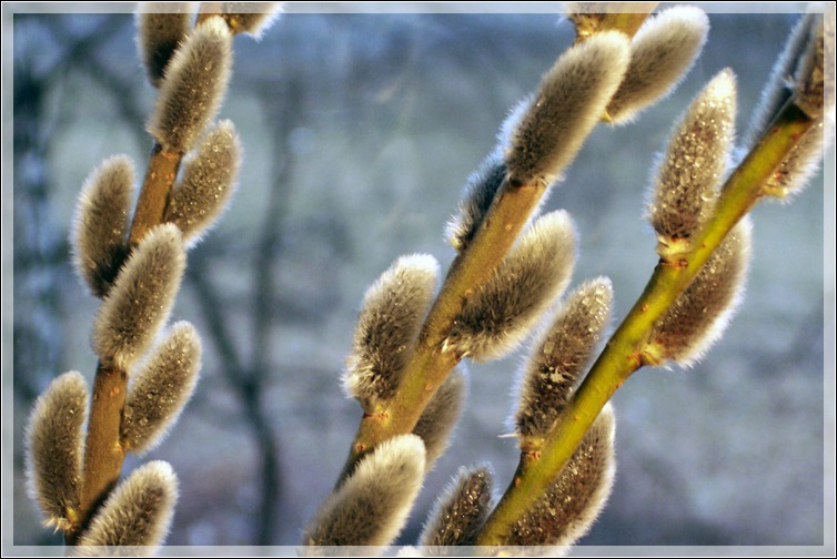 photo "It's spring!" tags: landscape, nature, flowers, spring