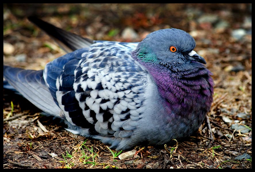 photo "Columba livia" tags: nature, wild animals