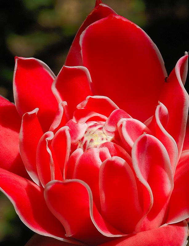 photo "Lady Red" tags: nature, macro and close-up, flowers