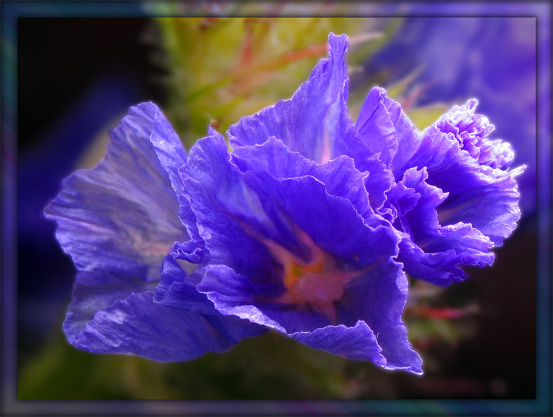 photo "***" tags: nature, macro and close-up, flowers