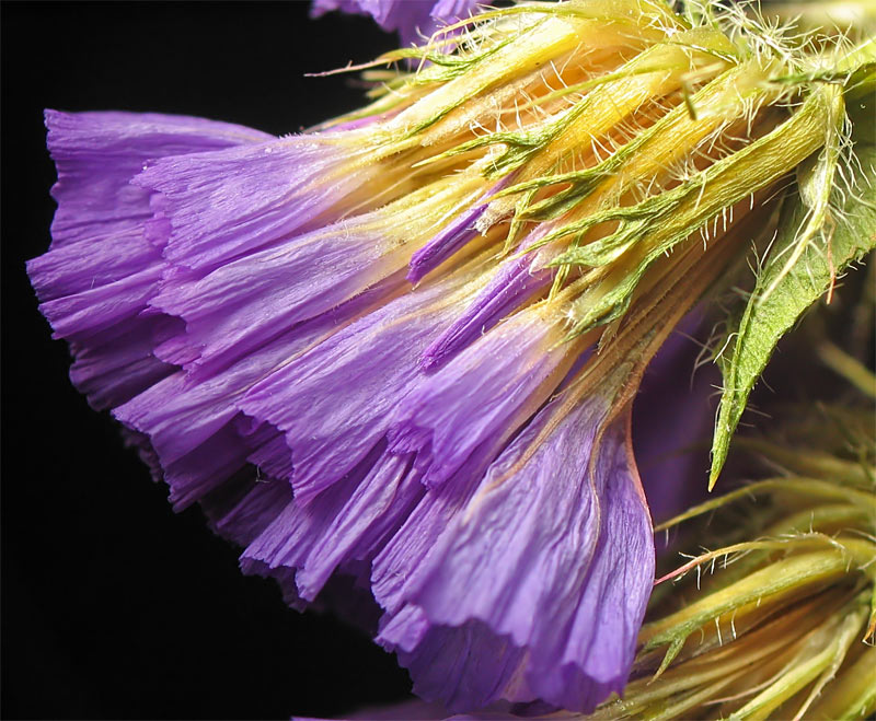 photo "***" tags: nature, macro and close-up, flowers