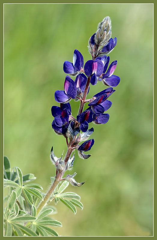 photo "***" tags: macro and close-up, nature, flowers