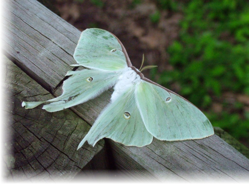 photo "Tattered Flight" tags: nature, insect