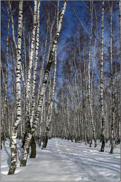 фото "Белоствольный мой край . . ." метки: пейзаж, зима, лес