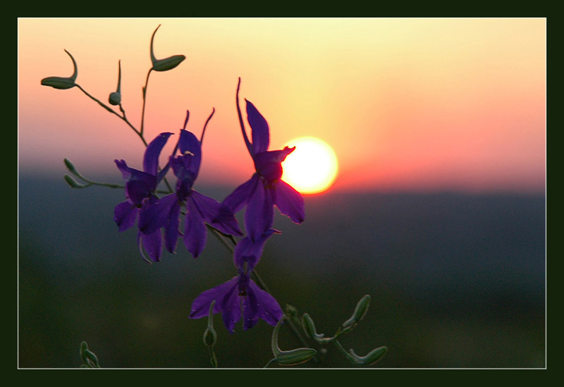 photo "***" tags: landscape, nature, flowers, sunset