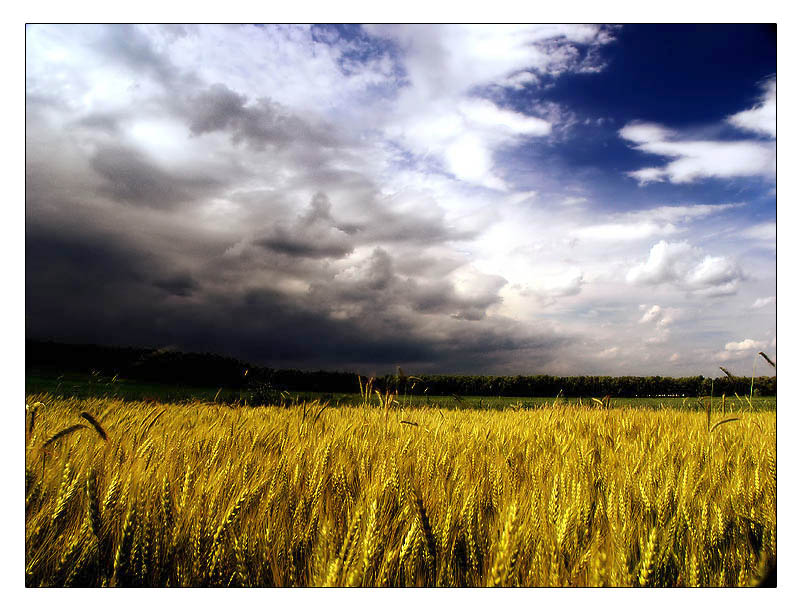 photo "Tempest falling" tags: landscape, summer