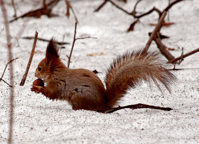 photo "***" tags: nature, wild animals