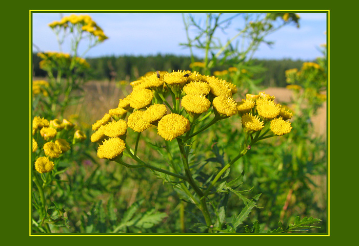 photo "Smell of the Tansy" tags: nature, flowers