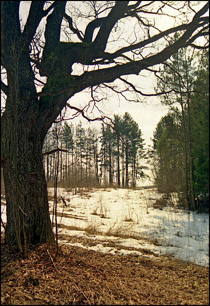 photo "Spring of the old oak" tags: landscape, spring
