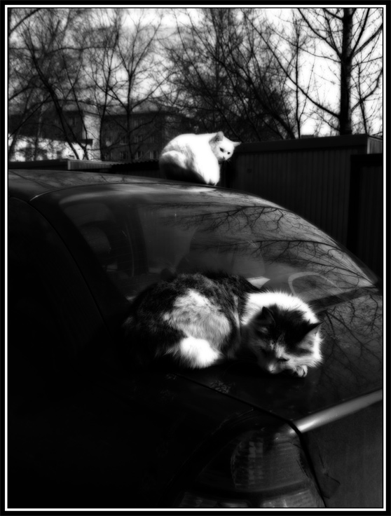 photo "Car+Cats (2)" tags: genre, humor, 