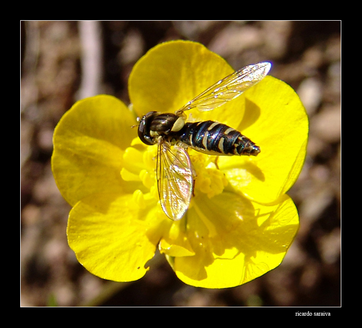 photo "***" tags: nature, flowers, insect