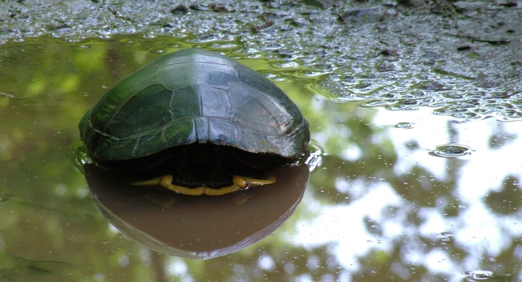 photo "In His Shell" tags: nature, wild animals