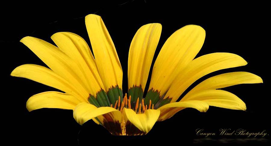 photo ""Gather round Children"." tags: nature, macro and close-up, flowers